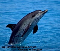 dolphin adventure